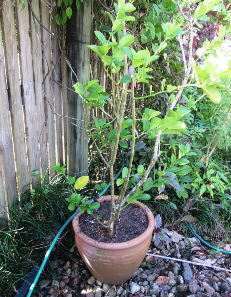 lime tree re-potted and pruned..jpg